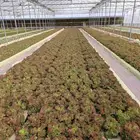 خس لولوبايوندا اخضر خس لولورسو احمر