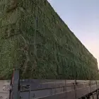 برسيم
