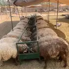 نعيمي أردني وسواكن وبرابر صومالية مرابي