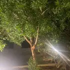 قص أشجار امام المنازل بسعر مناسب
