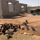 اسلام عليكم موجود بط مصري بياض شرط اناثي وذكور