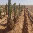 فروخ خلاص وشيشي اخظر