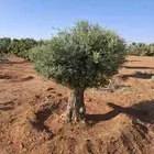 زيتون معمر