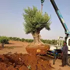 توريد وغرس زيتون