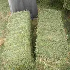 برسيم صافي وبرسيم مخلوط تبن رودس