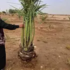 جميع انواع انخيل متوفر لدينا