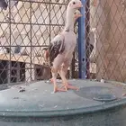 شامو الماني