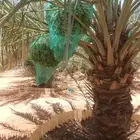نخيل مثمره للبيع