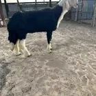 فحل نجدي فاخر  القصيم