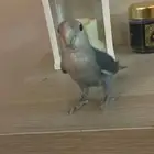 ا الطير هذا الداخلي وخارجي مره اليف والسعر 450