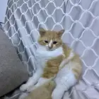 قطط شيرازي العمر 4 شهور لتبني