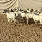 تيوس ب 670 تفريد وجمله