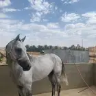 عرض حصان
