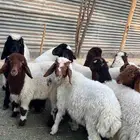 بهم تربيه نعيم