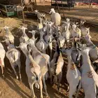 تيوس صومالية من مزارع صفوة الحلال