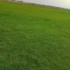 نجيل طبيعي