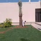 ابوالزام تريد النخيل العربي والواشنطن اتواصل