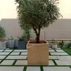 اشجار زيتون في مراكن