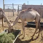 برابر وتيوس صوماليه وسواكن حمرى جذع