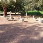 بط و وز عراقي