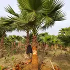 نخل زينه واشنطني امريكي