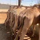 افضل القعدان الصومالية من حيث الجودة والسعر ممتااز