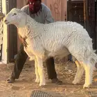 مشروع فحول حري صنف جذع العمر 10 شهور
