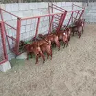 تيوس وعنقان محايليه للبيع