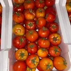 طماط زراعه شمسيه