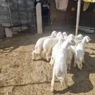 طليان للبيع العدد 12