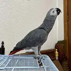 كاسكو اليف الحجل 2024