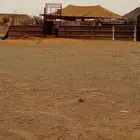 شبك غنم للايجار