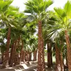 نخل واشنطني امريكي احمر ابو مروحه درجه اولى الرياض