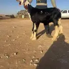 نجد خصم فواخر