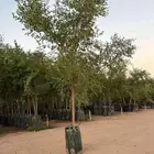 يوجد يوجد لدينا سدر بلدي ونخل