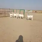 7 ماعز بيشيات يتبعها 2 بهم