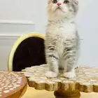قطط للبيع