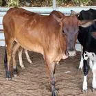 للبيع اربع خبيش كلها عشار لها 6شهور نوع فاخر على شرط