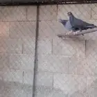 حمام قلابي