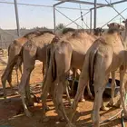 لأصحاب الملاحم والتجار قعدان صومالية تربية نظيفة وجودة