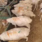برابر وسواكن مرابى