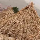علف قصب وجيم على الشرط التواصل