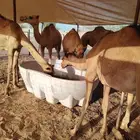 قعدان صومالي تربيه 3 شهور للمناسبات والاعراس