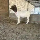 تيس بورقت ((تم البيع))