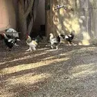ديوك براهما