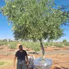 يوجد لدينا زيتون معمر مثمر جميع الأحجام ويوجد وسط ويوجد شتلا