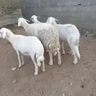 4 من الظان دفيع واسنان وسيوسها شرط