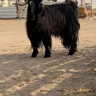 تيس فحل عارضي للبيع