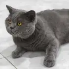 زوج قطط سكوتش للتبني