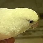 بغبغاء روز انثى مع قفص وبياضة